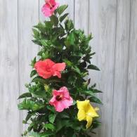 Hibiscus Hollywood Column Tricolor 10