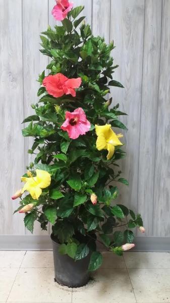 Hibiscus Hollywood Column Tricolor 10"