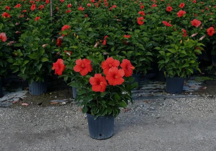 Available in 6", 10" (shown), 12", 14" bush & also in tree from 10", 12", 14" & 17" pots