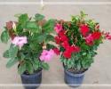 Available in 6", 8" (shown), 10", 12" and 14" pots
