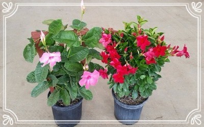 Available in 6", 8" (shown), 10", 12" and 14" pots