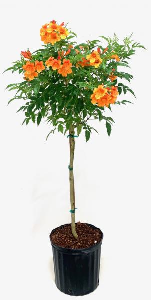 Available in 10" (shown) & 14" tree form & bush form