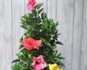 Hibiscus Hollywood Column Tricolor 10"