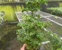 Shown in 4", also 6", 8", 10", 12", 14" & 17" pots