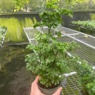 Aralia Parsley