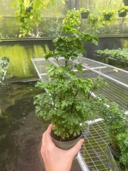 Shown in 4", also 6", 8", 10", 12", 14" & 17" pots
