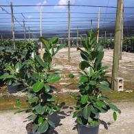 Ficus Audrey Column 14