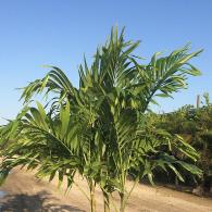 Adonidia Palm