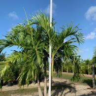 Adonidia Palm (Christmas palm)