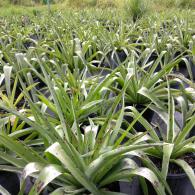 Agave Blood Spot