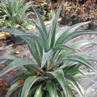 Agave Green 10