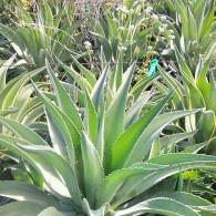 Agave Desmettiana Green