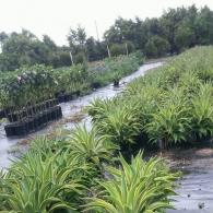 Agave Desmettiana Variegated