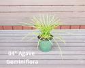 Available in 4", 6" & 10" pots