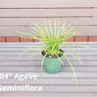 Agave Geminiflora