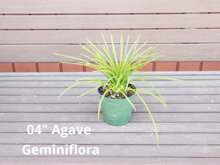 Available in 4", 6" & 10" pots