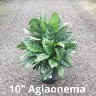 Aglaonema Calypso 10
