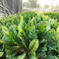 Aglaonema Calypso