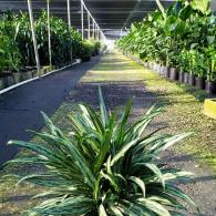 Aglaonema Cutlass