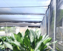 Aglaonema