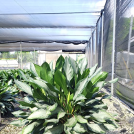 Aglaonema
