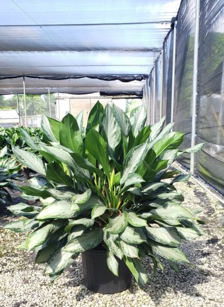 Aglaonema