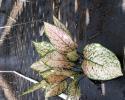 Aglaonema