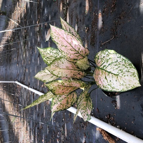 Aglaonema