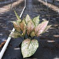 Aglaonema Etta Rose