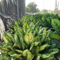 Aglaonema Golddust