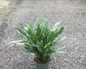 Available in 8" and 10" pots, many varieties of Aglaonema available