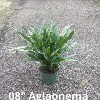 Aglaonema Juliette