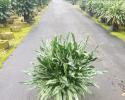 Aglaonema Juliette