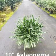Aglaonema Juliette