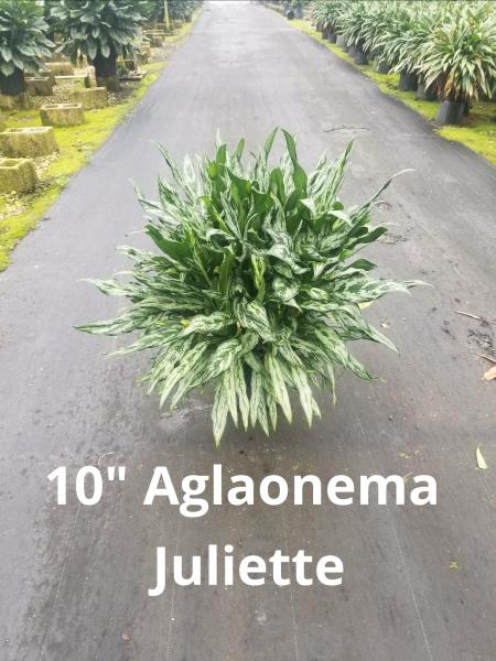 Aglaonema Juliette