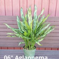 Aglaonema Juliette