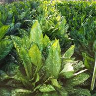 Aglaonema Lumina