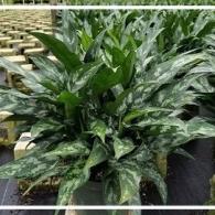 Aglaonema Maria