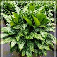 Aglaonema Mary Ann