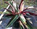 Available in 6" & 10" pots
