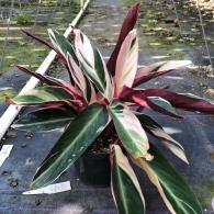 Stromanthe Triostar