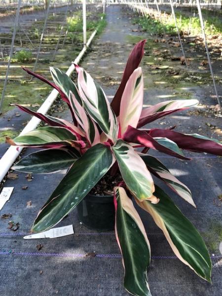 Available in 6" & 10" pots