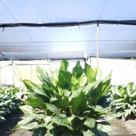 Aglaonema