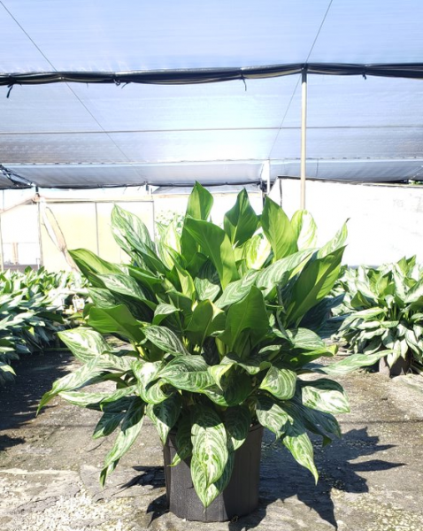 Aglaonema