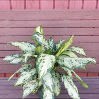Aglaonema Mystic Marble