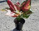 4" pots
