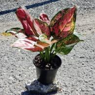 Aglaonema Jazz 