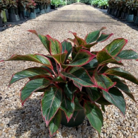 Aglaonema Red Siam