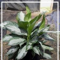 Aglaonema Silver Bay