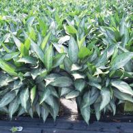 Aglaonema Silverado